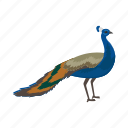 peacock, peahen, pavo, animal, bird