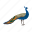 peacock, peahen, pavo, animal, bird 