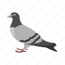 pigeon, animal, dove, bird, flying