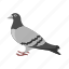 pigeon, animal, dove, bird, flying 