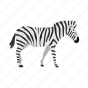 zebra, africa, safari, wildlife, zoo
