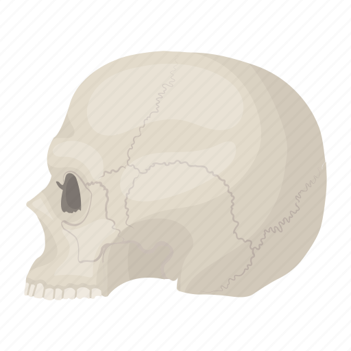 Cranium, dark, human, magic, skull, white icon - Download on Iconfinder