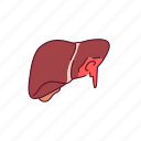 bleeding, parenchymal, liver
