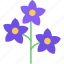 delphinium, flower, plant, nature 