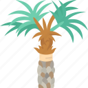 carnauba, palm, tree, tropical, plant