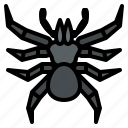 mygalomorphae, spider, bug, insect, animal