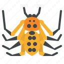 platythomisus, xiandao, bug, insect, animal, spider