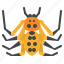 platythomisus, xiandao, bug, insect, animal, spider 