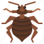 bedbug, bug, insect, animal, nature 