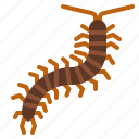 centipede, bug, insect, animal, nature