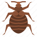 flea, bug, insect, animal, nature
