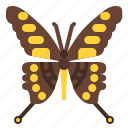 giant, swallowtail, butterfly, bug, insect, animal, nature