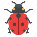 ladybug, bug, insect, animal, nature