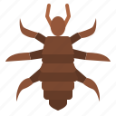 louse, bug, insect, animal, nature