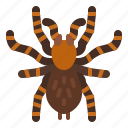 tarantula, spider, bug, insect, animal