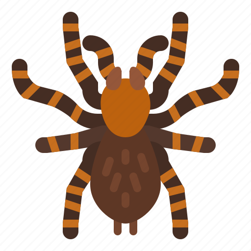 Tarantula, spider, bug, insect, animal icon - Download on Iconfinder
