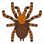 tarantula, spider, bug, insect, animal 