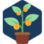currency, growth, increase, money, plant 