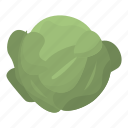 cabbage, cartoon, food, green, hand, isometric, leaf