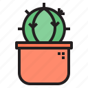 cactus, cacti, flower, plant, tree