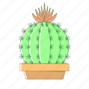 cactus, nature, pot