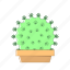 cactus, nature, pot 