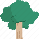 oak, tree, plant, wood, nature