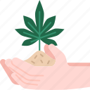 cannabis, grow, plant, hemp, marijuana 
