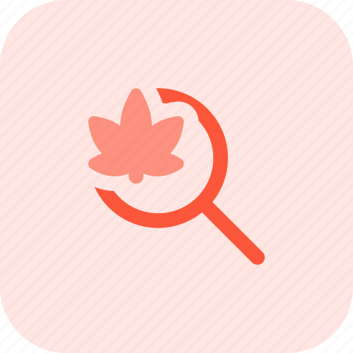 Search, cannabis, magnifier, drug icon - Download on Iconfinder