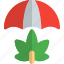 umbrella, cannabis, protect, secure 