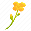 canola, yellow, flower