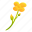 canola, yellow, flower 