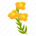 canola, flower, plant, yellow