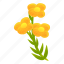 canola, flower, plant, yellow 