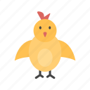 front-facing baby chi, baby chick, chicken, hen, rooster, hatching, animal, doddle, bird