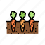garden, growing, carrot, vitamin, juicy, vegetable 
