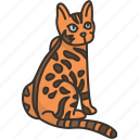 bengal, hybrids, breed, cat, domestic