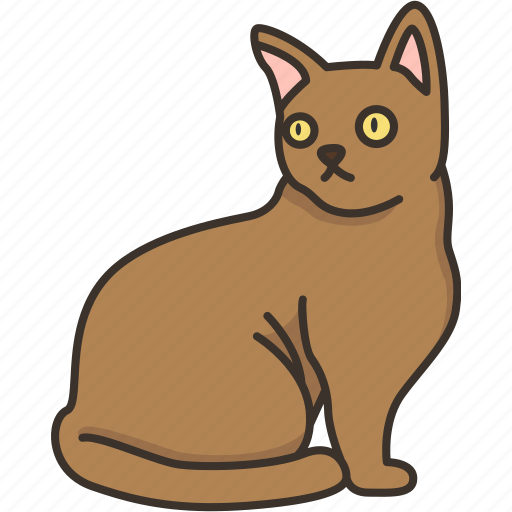 Burmese, purebred, cat, pet, domestic icon - Download on Iconfinder