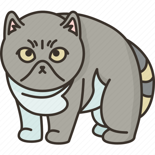 Exotic, shorthair, kitten, cat, adorable icon - Download on Iconfinder