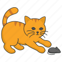 kitten, catching, mouse, rat, playing, cat, domestic