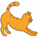 yellow, feline, tabby cat, ginger cat, domestic, pet, cat
