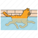 swimming, cat, pool, bathing, pet, tabby