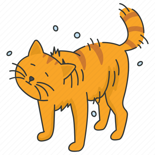 Pet, bathing, refresh, after bathing, tabby, cat icon - Download on Iconfinder