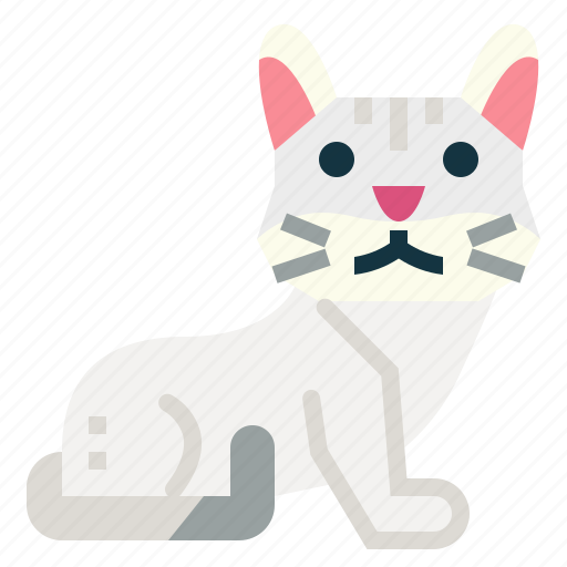Burmilla, cat, breeds, animal icon - Download on Iconfinder