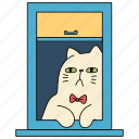 window, cat, bored, pet, animal, character, cat life