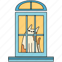 window, cat, animal, pet, cat life, kitten, kitty