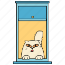 window, cat, pet, cat life, lifestyle, kitty, meow