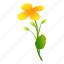 celandine, botanical, flower, plant 