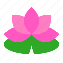china, flora, flower, lotus, pink, spa