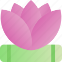 mothers day, celebration, mom, lotus, flower, plant, nature